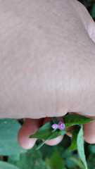 Dicliptera peduncularis