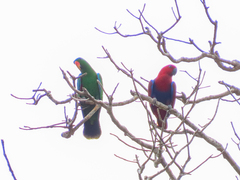 Eclectus roratus