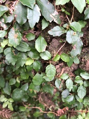 Hydrangea integrifolia