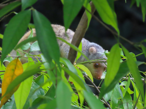 Australian Spotted Cuscus