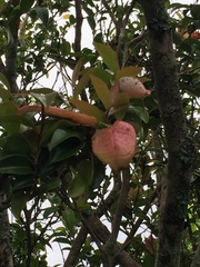 Exobasidium camelliae