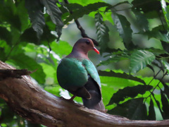 Chalcophaps longirostris