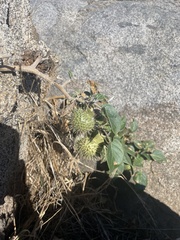 Datura