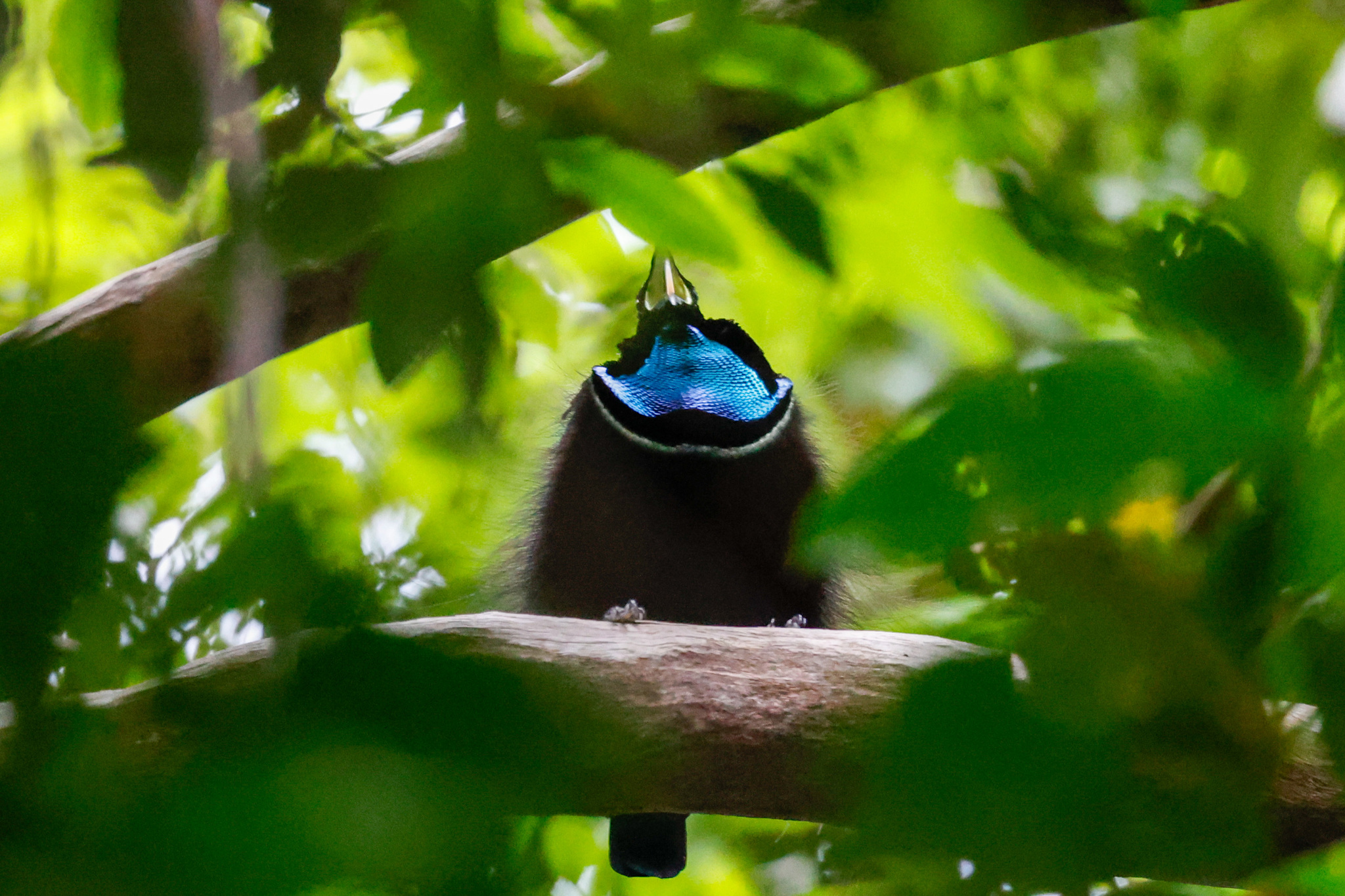 Magnificent Riflebird illustration
