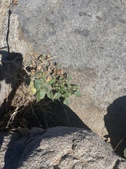 Datura