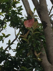 Exobasidium camelliae