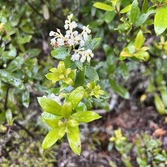 Gaultheria paniculata