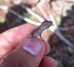 Anolis ustus