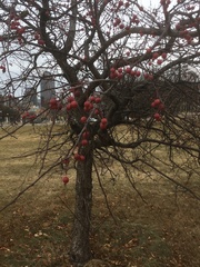 Malus
