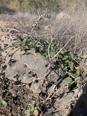 Datura