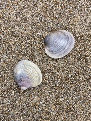 Austrovenus stutchburyi