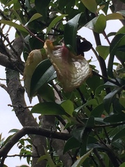 Exobasidium camelliae