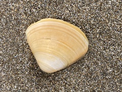 Crassula aequilatera