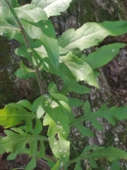 Aureolaria virginica