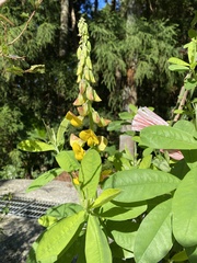 Crotalaria