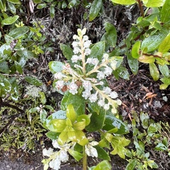 Gaultheria paniculata