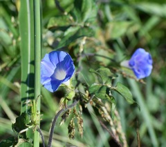 Ipomoea hederacea