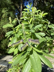 Crotalaria