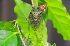 Hyalessa maculaticollis