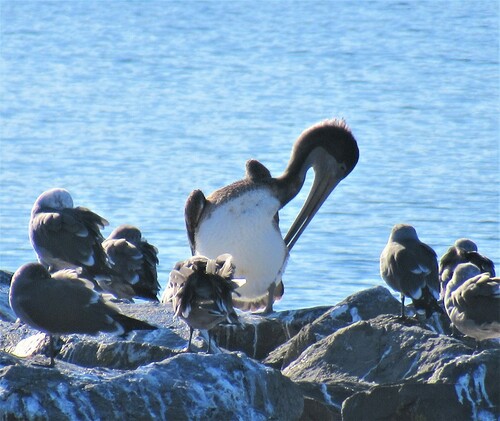 Brown Pelican photographed in Washington