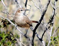 Ochetorhynchus phoenicurus