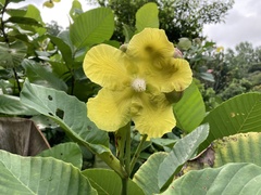 Dillenia suffruticosa