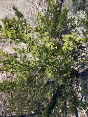 Phoradendron villosum