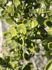 Phoradendron villosum