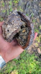 Annonaceae