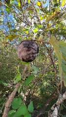 Annonaceae