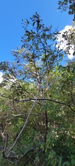 Annonaceae