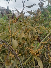 Phoradendron carneum