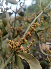 Phoradendron carneum