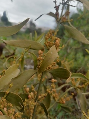 Phoradendron carneum