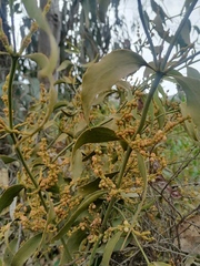 Phoradendron carneum
