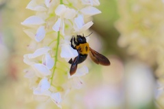 Xylocopa appendiculata circumvolans