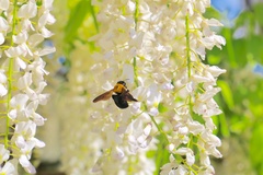 Xylocopa appendiculata circumvolans