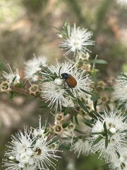 Phyllotocus rufipennis