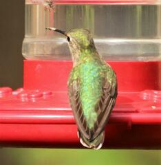 Selasphorus calliope