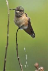 Selasphorus calliope