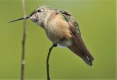 Selasphorus calliope