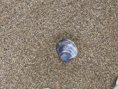 Austrovenus stutchburyi