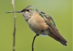 Selasphorus calliope