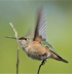 Selasphorus calliope