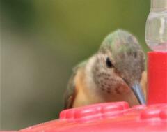 Selasphorus calliope