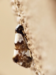 Philenora elegans