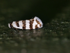 Lepidoscia cataphracta