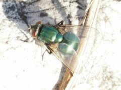 Neomyia viridescens