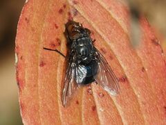 Calliphora vicina