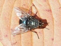 Calliphora vicina